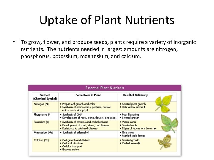 Uptake of Plant Nutrients • To grow, flower, and produce seeds, plants require a