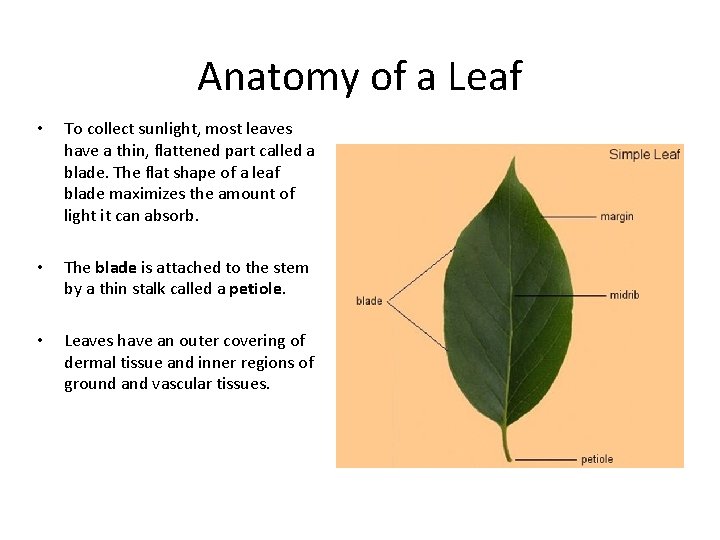 Anatomy of a Leaf • • • To collect sunlight, most leaves have a