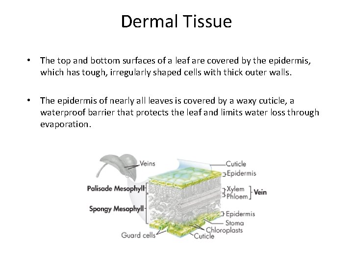 Dermal Tissue • The top and bottom surfaces of a leaf are covered by