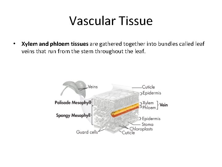 Vascular Tissue • Xylem and phloem tissues are gathered together into bundles called leaf