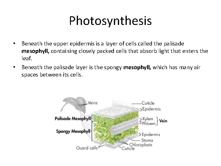 Photosynthesis • Beneath the upper epidermis is a layer of cells called the palisade