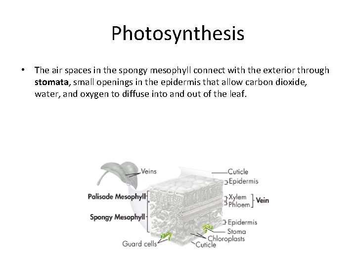 Photosynthesis • The air spaces in the spongy mesophyll connect with the exterior through