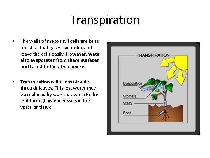 Transpiration • • The walls of mesophyll cells are kept moist so that gases