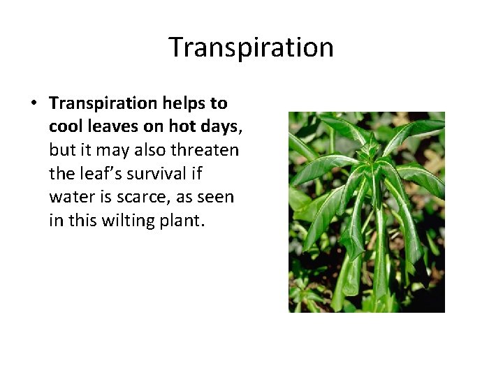 Transpiration • Transpiration helps to cool leaves on hot days, but it may also