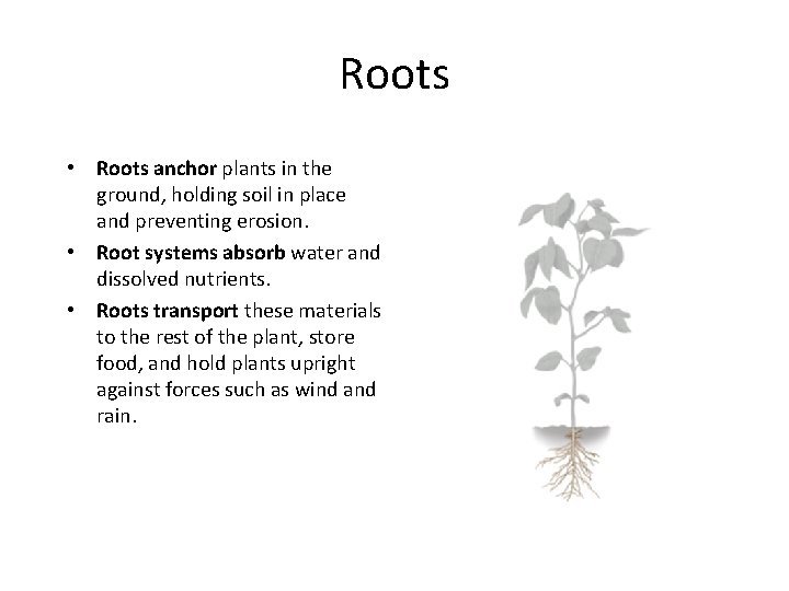 Roots • Roots anchor plants in the ground, holding soil in place and preventing