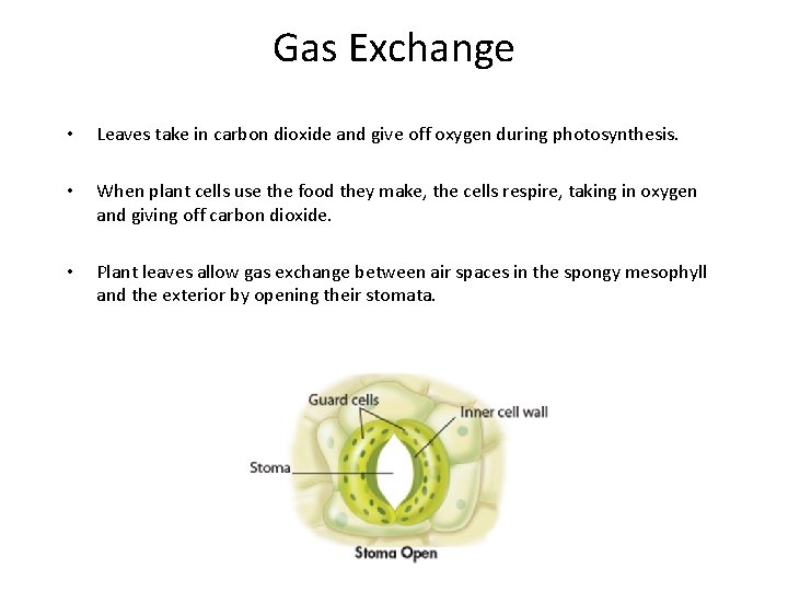 Gas Exchange • • • Leaves take in carbon dioxide and give off oxygen