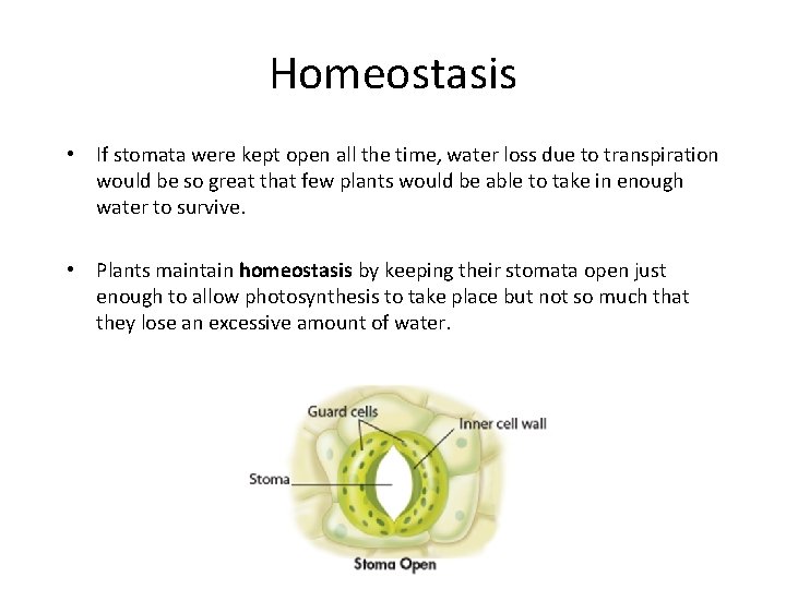 Homeostasis • If stomata were kept open all the time, water loss due to
