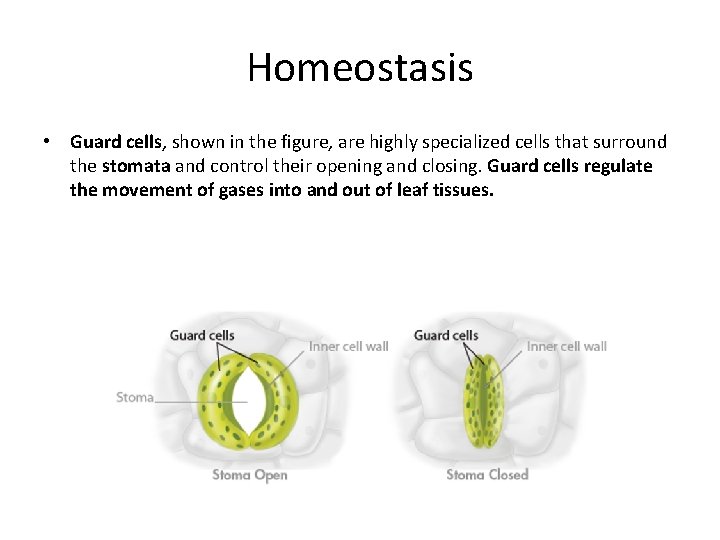 Homeostasis • Guard cells, shown in the figure, are highly specialized cells that surround