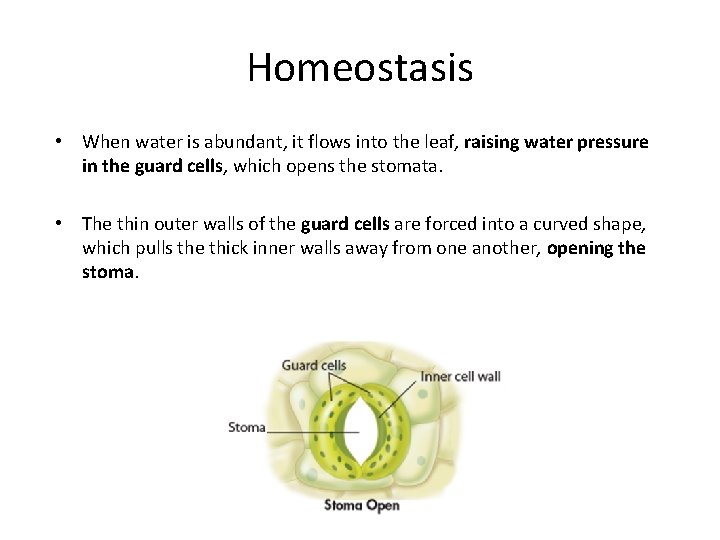 Homeostasis • When water is abundant, it flows into the leaf, raising water pressure