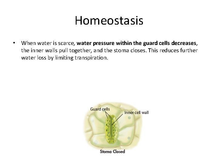 Homeostasis • When water is scarce, water pressure within the guard cells decreases, the
