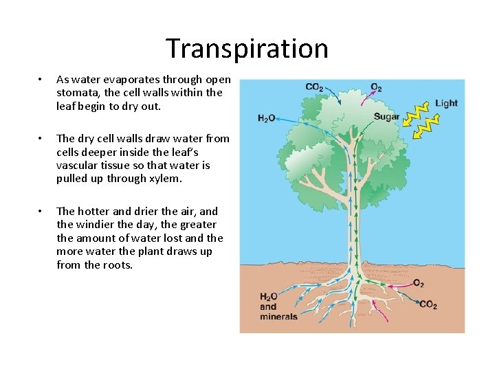 Transpiration • • • As water evaporates through open stomata, the cell walls within