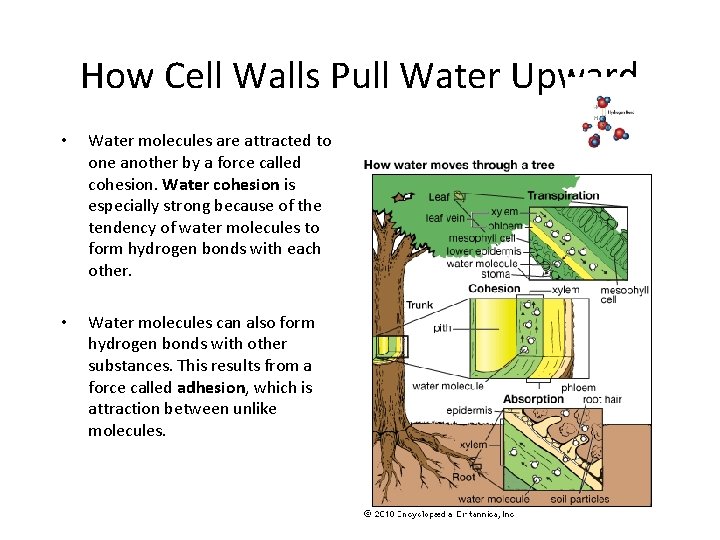 How Cell Walls Pull Water Upward • • Water molecules are attracted to one