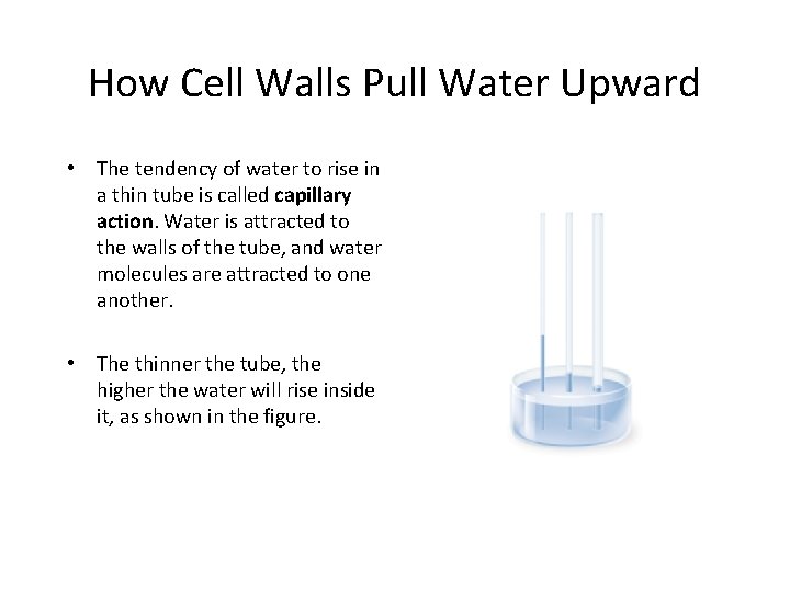 How Cell Walls Pull Water Upward • The tendency of water to rise in