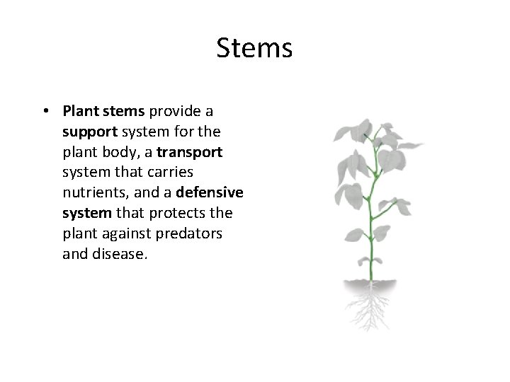 Stems • Plant stems provide a support system for the plant body, a transport