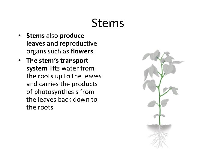Stems • Stems also produce leaves and reproductive organs such as flowers. • The