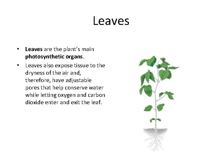 Leaves • Leaves are the plant’s main photosynthetic organs. • Leaves also expose tissue