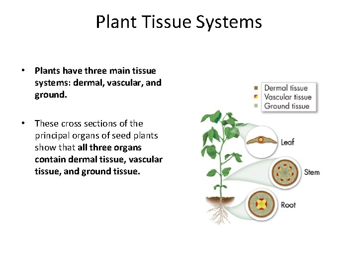 Plant Tissue Systems • Plants have three main tissue systems: dermal, vascular, and ground.