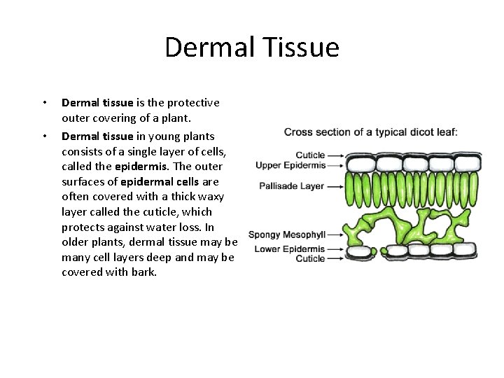 Dermal Tissue • • Dermal tissue is the protective outer covering of a plant.