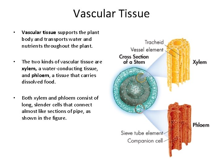 Vascular Tissue • • • Vascular tissue supports the plant body and transports water