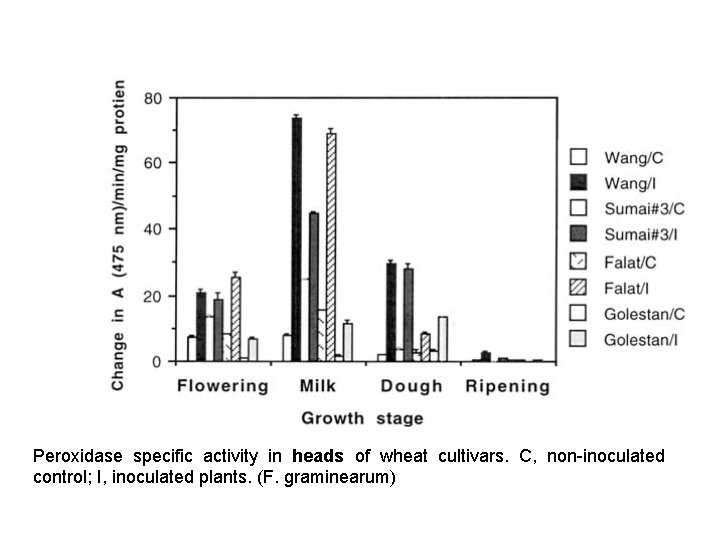 Peroxidase specific activity in heads of wheat cultivars. C, non-inoculated control; I, inoculated plants.