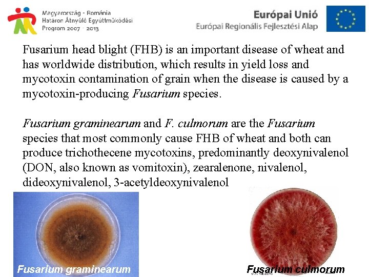 Fusarium head blight (FHB) is an important disease of wheat and has worldwide distribution,