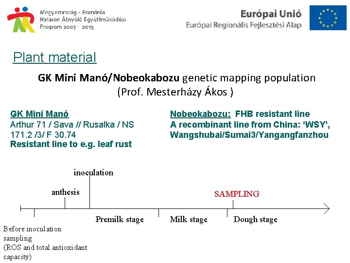 Plant material GK Mini Manó/Nobeokabozu genetic mapping population (Prof. Mesterházy Ákos ) GK Mini