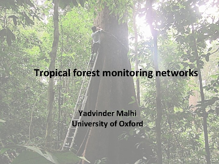 Tropical forest monitoring networks Yadvinder Malhi University of Oxford Tropical forest monitoring networks Yadvinder Malhi University of Oxford