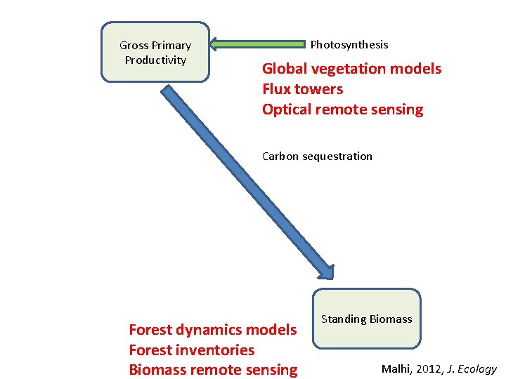 Gross Primary Productivity Photosynthesis Global vegetation models Flux towers Optical remote sensing Carbon sequestration Gross Primary Productivity Photosynthesis Global vegetation models Flux towers Optical remote sensing Carbon sequestration