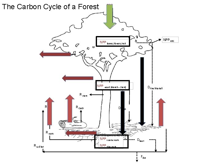 The Carbon Cycle of a Forest GPP NPP VOC NPP leaves, flowers, fruit R The Carbon Cycle of a Forest GPP NPP VOC NPP leaves, flowers, fruit R