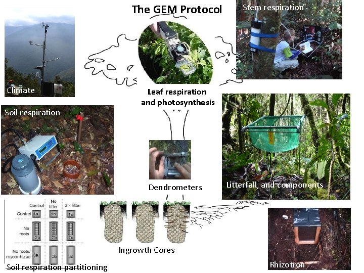 The GEM Protocol Climate Soil respiration Stem respiration Leaf respiration and photosynthesis Dendrometers Litterfall, The GEM Protocol Climate Soil respiration Stem respiration Leaf respiration and photosynthesis Dendrometers Litterfall,