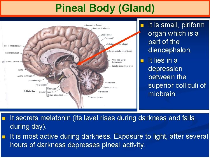 Pineal Body (Gland) n n It is small, piriform organ which is a part