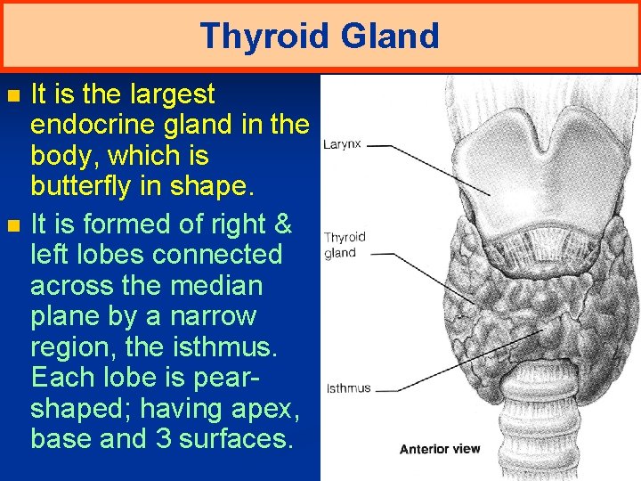 Thyroid Gland n n It is the largest endocrine gland in the body, which