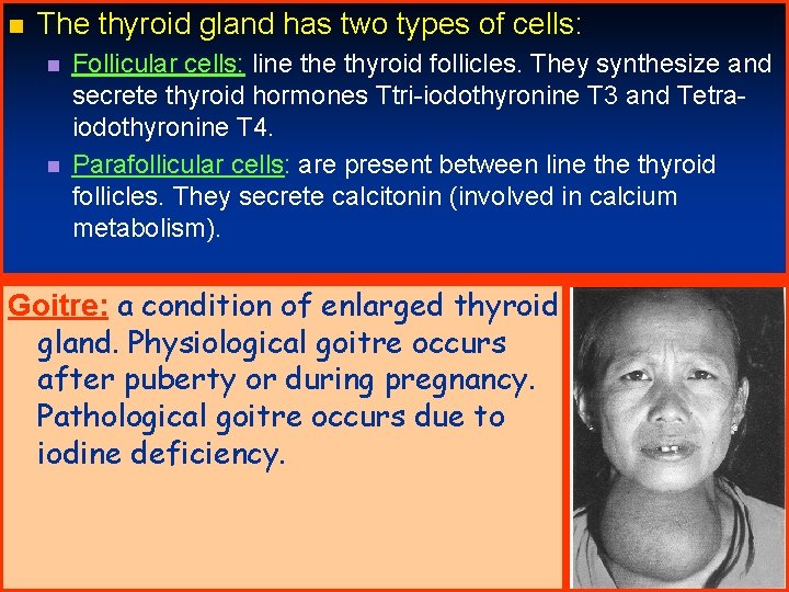 n The thyroid gland has two types of cells: n n Follicular cells: line