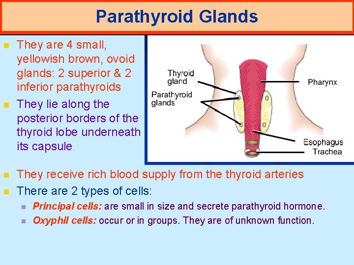 Parathyroid Glands n n They are 4 small, yellowish brown, ovoid glands: 2 superior