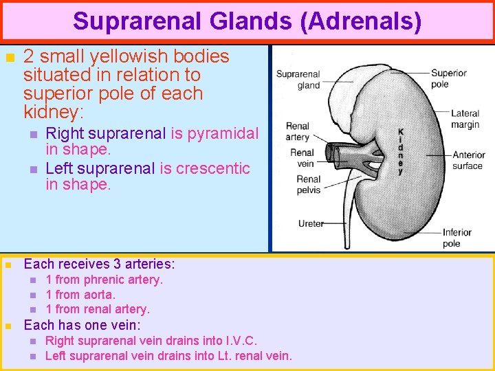 Suprarenal Glands (Adrenals) n 2 small yellowish bodies situated in relation to superior pole