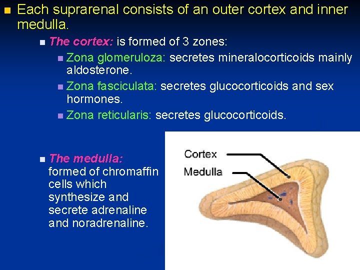 n Each suprarenal consists of an outer cortex and inner medulla. n The cortex: