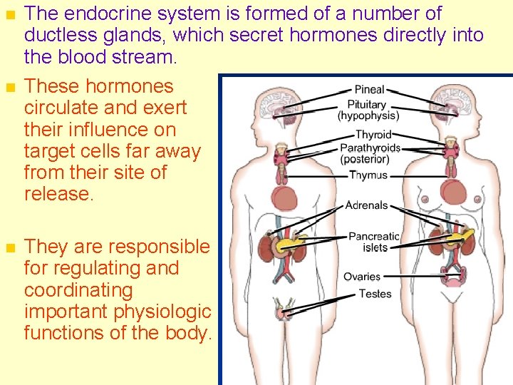 n n n The endocrine system is formed of a number of ductless glands,