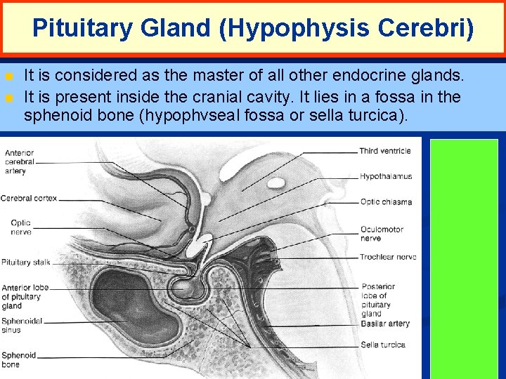 Pituitary Gland (Hypophysis Cerebri) n n It is considered as the master of all