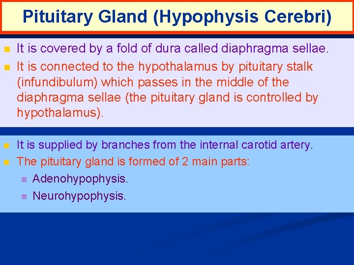 Pituitary Gland (Hypophysis Cerebri) n n It is covered by a fold of dura