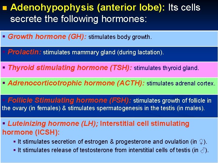 n Adenohypophysis (anterior lobe): Its cells secrete the following hormones: § Growth hormone (GH):