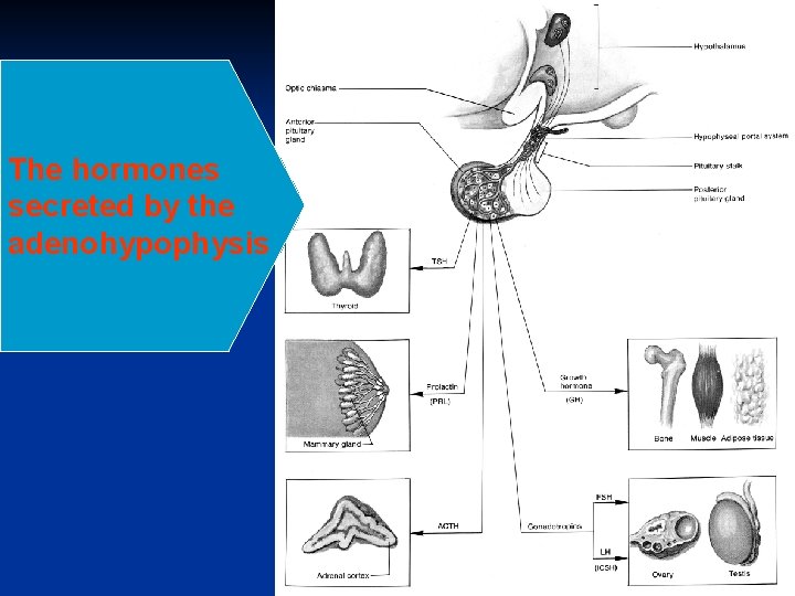 The hormones secreted by the adenohypophysis 