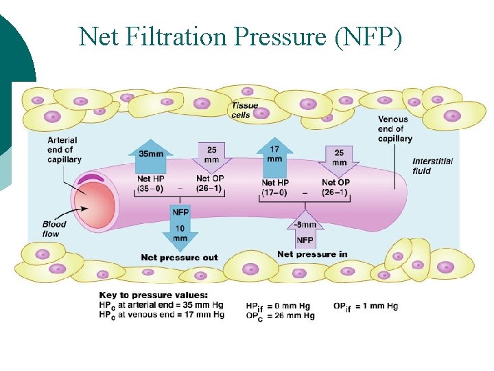 Net Filtration Pressure (NFP) 