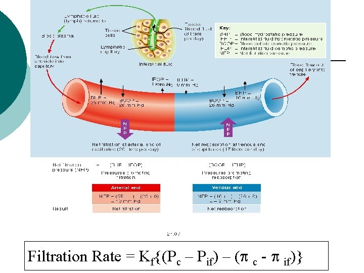 Filtration Rate = Kf{(Pc – Pif) – ( c - if)} 