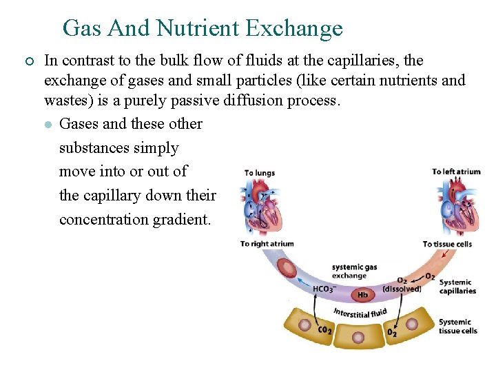 Gas And Nutrient Exchange ¡ In contrast to the bulk flow of fluids at