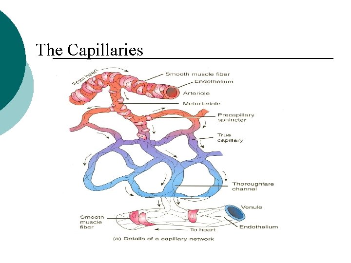The Capillaries 