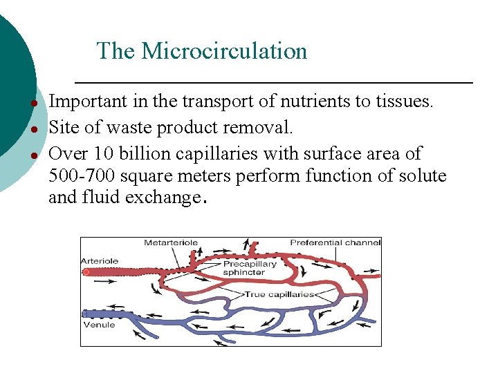 The Microcirculation ● ● ● Important in the transport of nutrients to tissues. Site