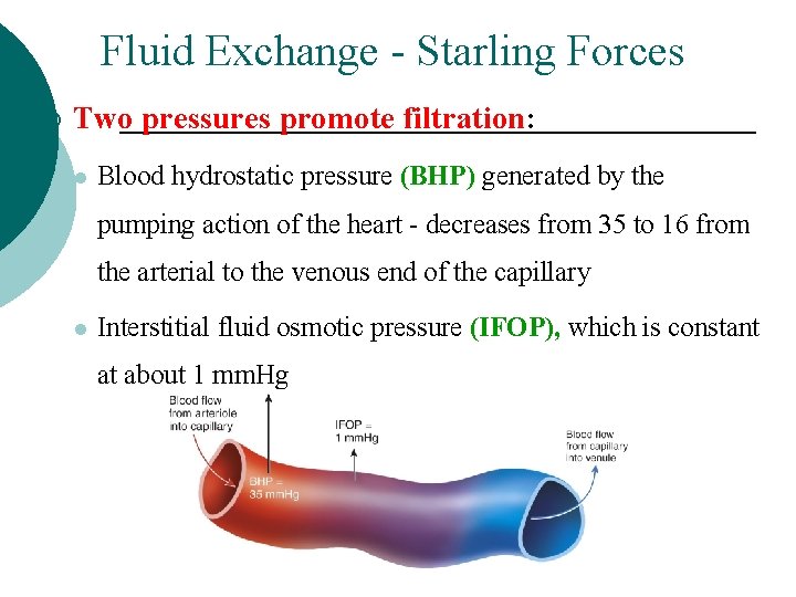 Fluid Exchange - Starling Forces ¡ Two pressures promote filtration: l Blood hydrostatic pressure