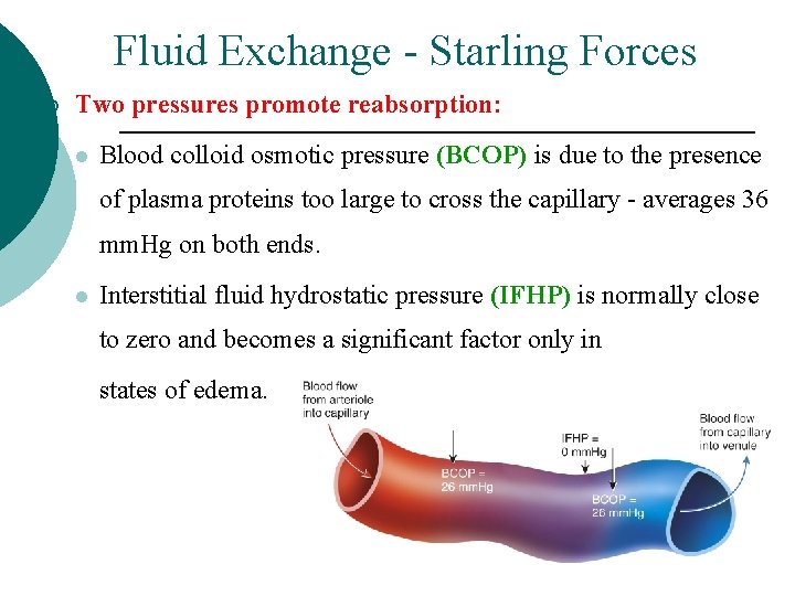Fluid Exchange - Starling Forces ¡ Two pressures promote reabsorption: l Blood colloid osmotic