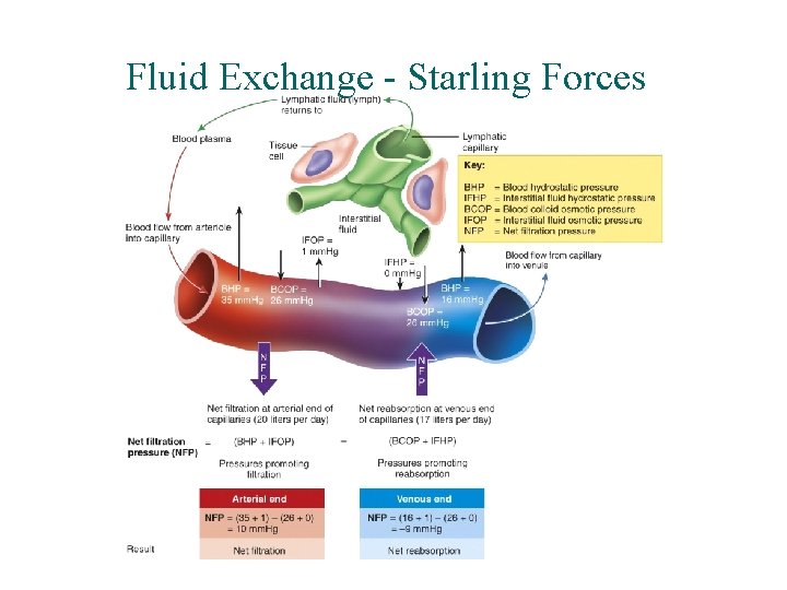 Fluid Exchange - Starling Forces 