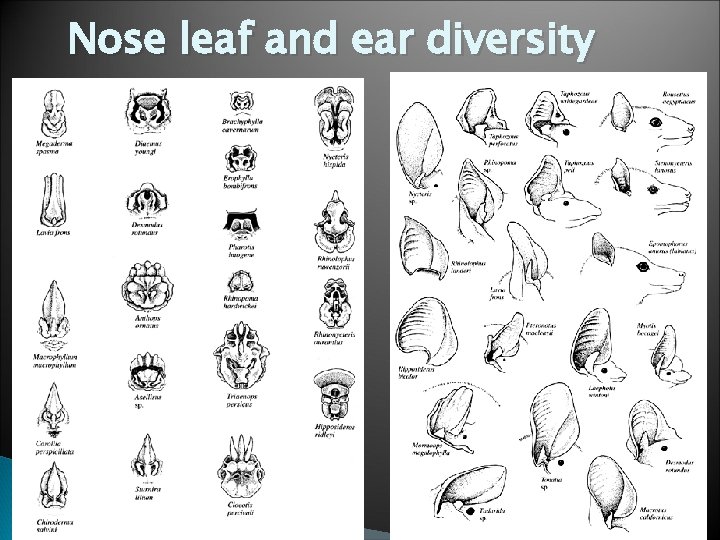 Nose leaf and ear diversity 
